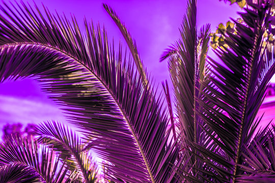 Tropensonne Bilder – Durchsuchen 7,853 Archivfotos, Vektorgrafiken und ... Tropensonne Bilder – Durchsuchen 7,853 Archivfotos, Vektorgrafiken und ...