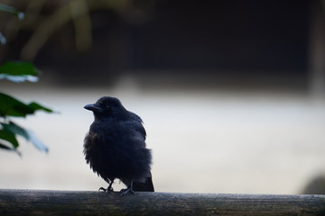 A young carrion crow (Corvus corone) ruffling on a wooden balcony rail