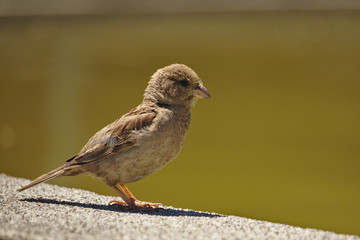 Sparrow standing on ledge