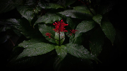 detalle de plantas en la lluvia con gotas