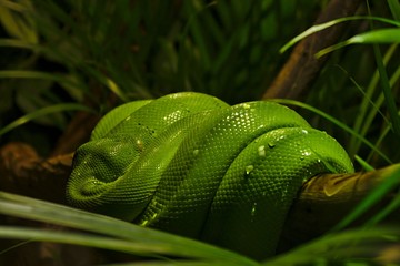 Fototapeta premium Coiled green snake