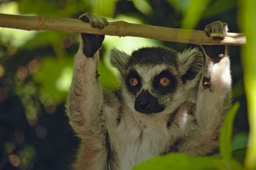 Ring-tailed Lemur at Melbourne Zoo