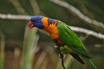 Rainbow Lorikeet at Royal Botanical Gardens