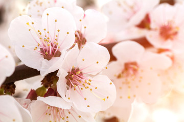 Naklejka na ściany i meble Cherry blossom branch. A gentle spring flower.