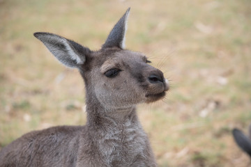 Close up of a kangaroo