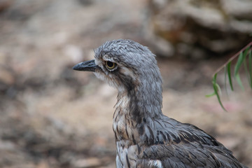 Wild Australian Curlew