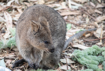 Rock wallaby