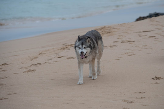 Siberian Husky on the beach