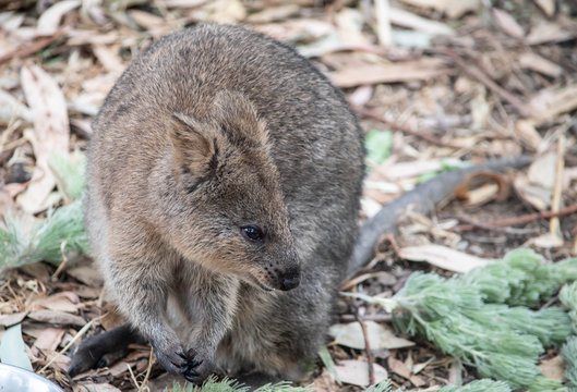 Rock wallaby