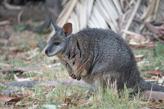 Small rock wallaby