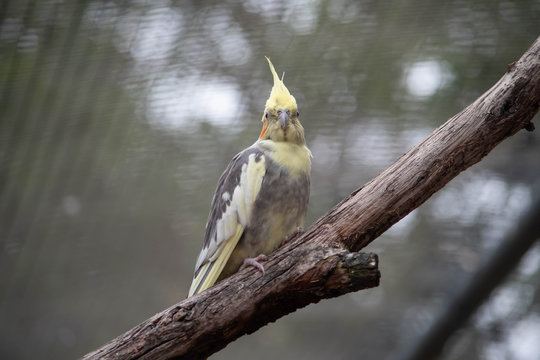 Yellow wirrow cockatiel