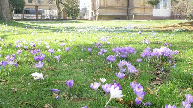 Spring fresh flowers. Crocuses and lilies of the valley.	