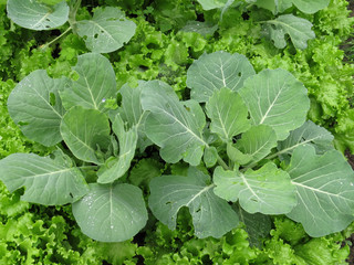 Young white cabbage in the garden with young salad, covered with dew.