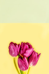 Spring tulips on yellow paper background