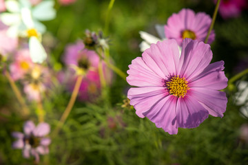 Obraz premium Beautiful Cosmos flowers in garden. Nature background.