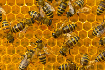 Bees on honeycombs with nectar and honey.
