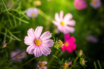 Fototapeta premium Beautiful Cosmos flowers in garden. Nature background.