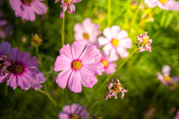  Beautiful Cosmos flowers in garden. Nature background.
