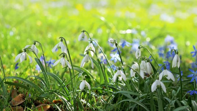 Spring fresh flowers. Crocuses and lilies of the valley.	