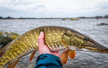 Decent pike portrait - winter fly fishing