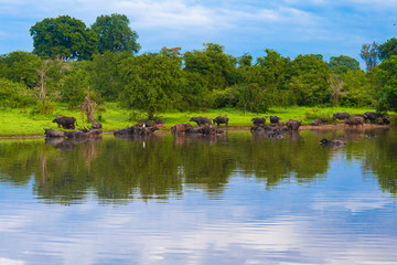 Fototapeta na wymiar A herd of water buffaloes bathe in a pond. beautiful blue sky. Sri Lanka
