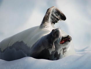 Obraz premium Antarctic Crabeater Seal