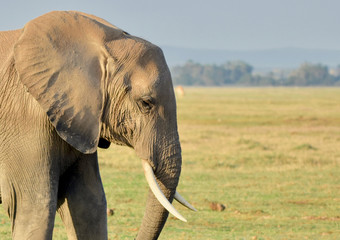 Fototapeta na wymiar Closeup profile of a female african elephant in an Ambolseli grassland in beautiful morning light. Amboseli National Park, Kenya. (Loxodonta africana) Copy space.