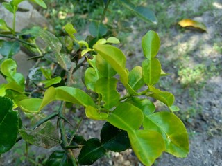 Kaffir lime or lime leaves (Citrus, hystrix DC) in the nature background