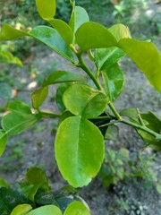 Kaffir lime or lime leaves (Citrus, hystrix DC) in the nature background