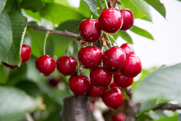 juicy vitamin bombs, cherry is a species of plant in the genus Prunus