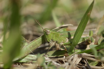 Insecto escondido en el pasto