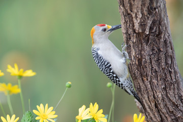Golden fronted woodpecker in a backyard feeder