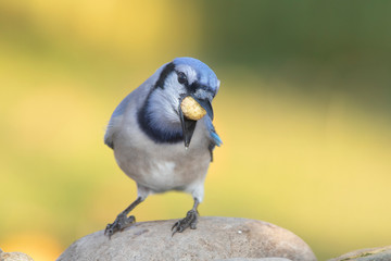 Bluejay in the backyard feeder home eating a peanut