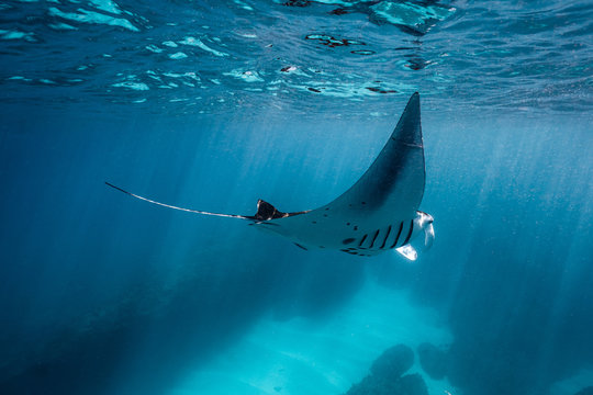 Manta Ray