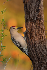 Golden fronted woodpecker in a backyard feeder