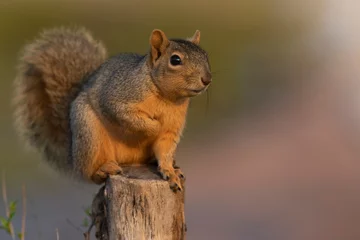 Foto op Plexiglas Oost-vos eekhoorn eten in een achtertuin feeder © raulbaena