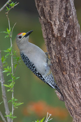 Golden fronted woodpecker in a backyard feeder