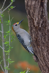 Golden fronted woodpecker in a backyard feeder