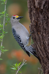 Golden fronted woodpecker in a backyard feeder