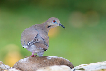White-winged dove perched on a backyard home feeder