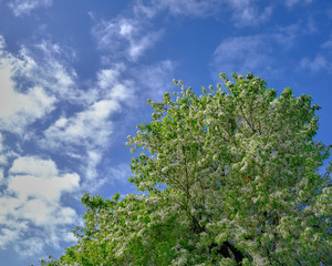 Flowering tree against blue sky and puffy white clouds