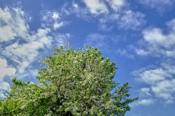 Flowering tree against blue sky and puffy white clouds