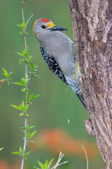 Golden fronted woodpecker in a backyard feeder