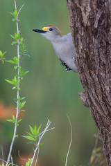 Golden fronted woodpecker in a backyard feeder