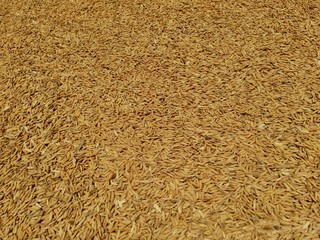 Raw rice (Oryza sativa L) in the natural background
