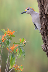 Golden fronted woodpecker in a backyard feeder