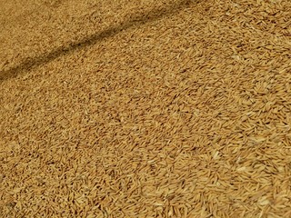 Raw rice (Oryza sativa L) in the natural background