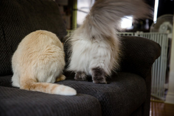 Fluffy cat butt