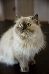 Beautiful blue-eyed Persian cat