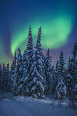 Winter Forest Aurora